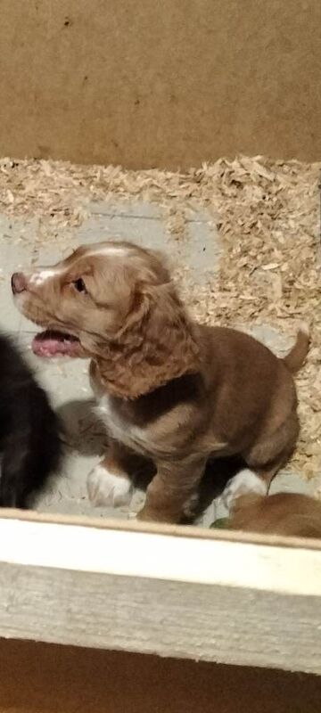 Cocker Spaniel puppies for sale in Harrogate, North Yorkshire – 10 weeks old - Image 4 of 5