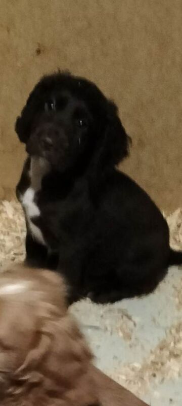 Cocker Spaniel puppies for sale in Harrogate, North Yorkshire – 10 weeks old - Image 5 of 5
