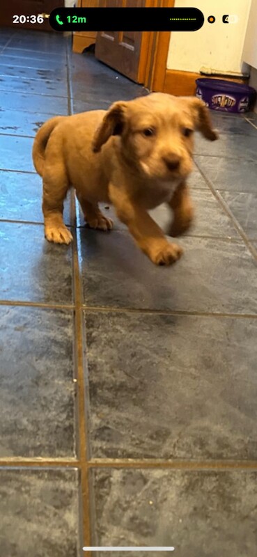 Cocker Spaniel puppies for sale in Wadhurst, East Sussex – 6 weeks old