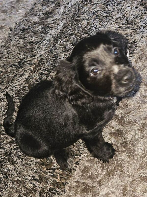 Cocker Spaniel puppies for sale in Larne, County Antrim – KC registered, 10 weeks old