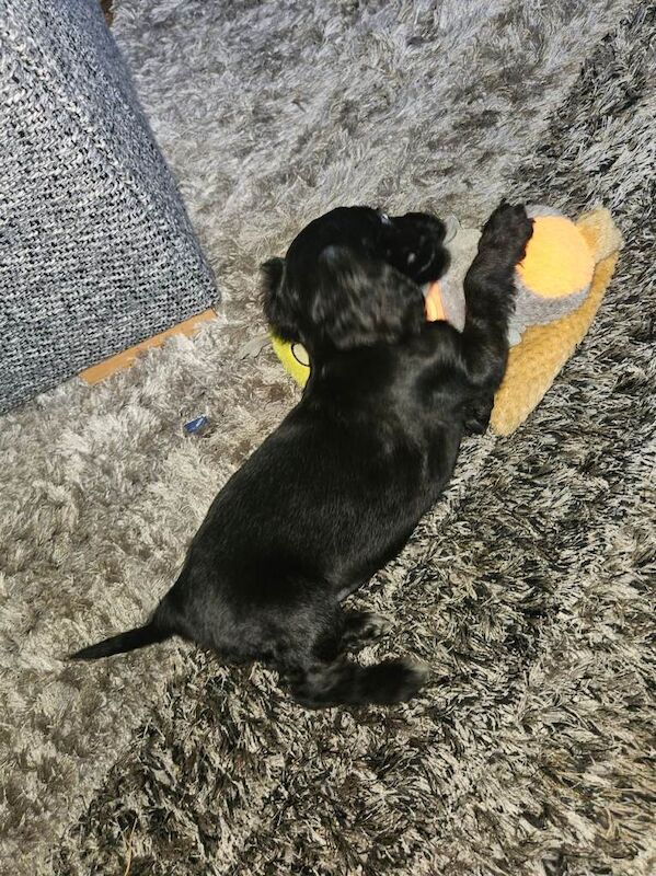 Cocker Spaniel puppies for sale in Larne, County Antrim – KC registered, 10 weeks old - Image 2 of 4