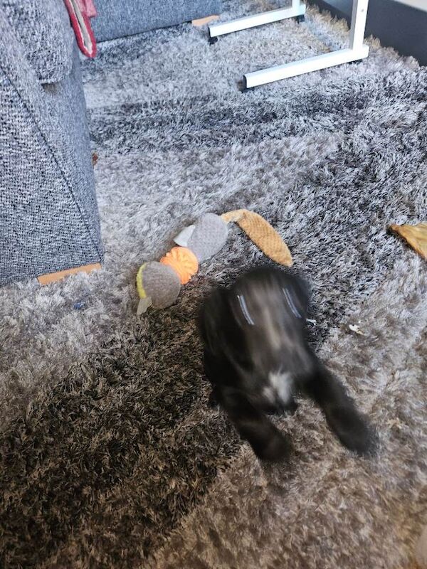 Cocker Spaniel puppies for sale in Larne, County Antrim – KC registered, 10 weeks old - Image 3 of 4