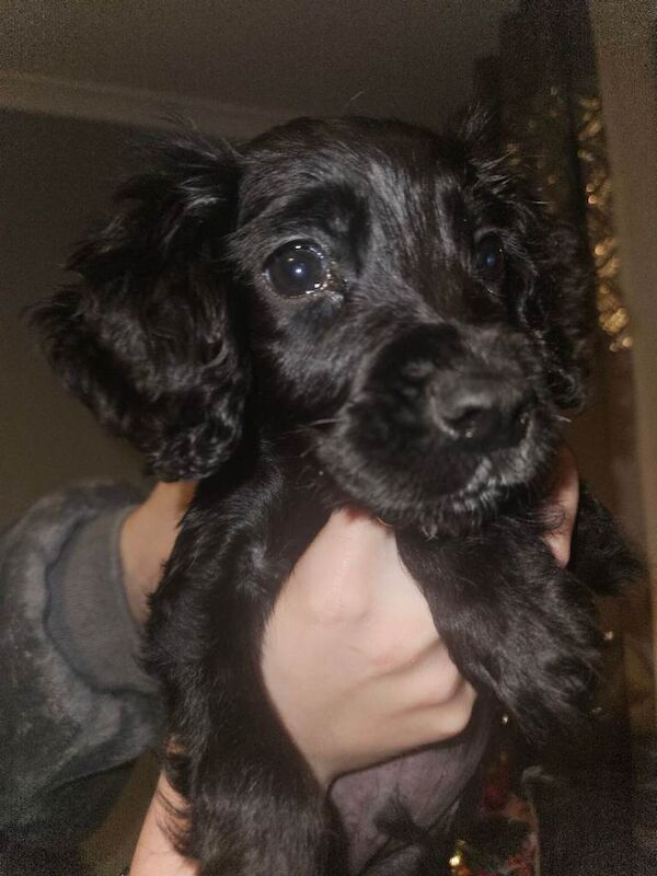 Cocker Spaniel puppies for sale in Larne, County Antrim – KC registered, 10 weeks old - Image 4 of 4