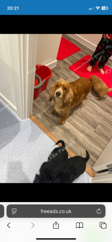 Cocker Spaniel puppies for sale in Harrow, Greater London – 8 weeks old