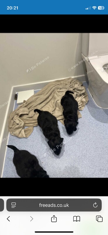 Cocker spaniels - Image 2 of 3