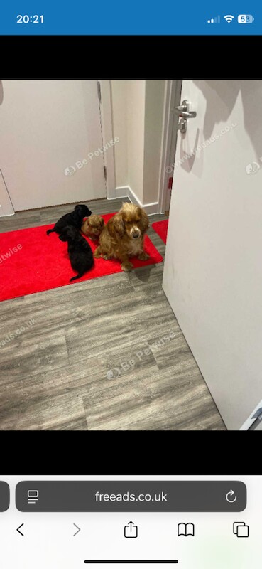 Cocker spaniels - Image 3 of 3