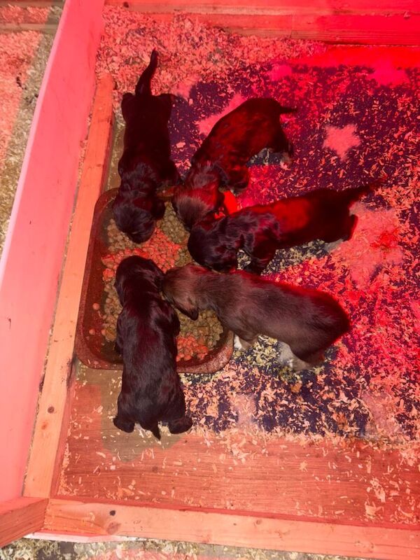 Cocker Spaniel puppies for sale in Headcorn, Kent – 4 weeks old