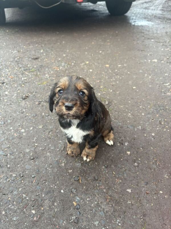 Cocker Spaniel puppies for sale in Headcorn, Kent – 4 weeks old - Image 2 of 5