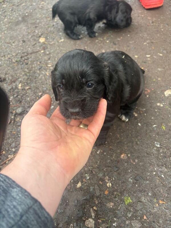 Cocker Spaniel puppies for sale in Headcorn, Kent – 4 weeks old - Image 3 of 5