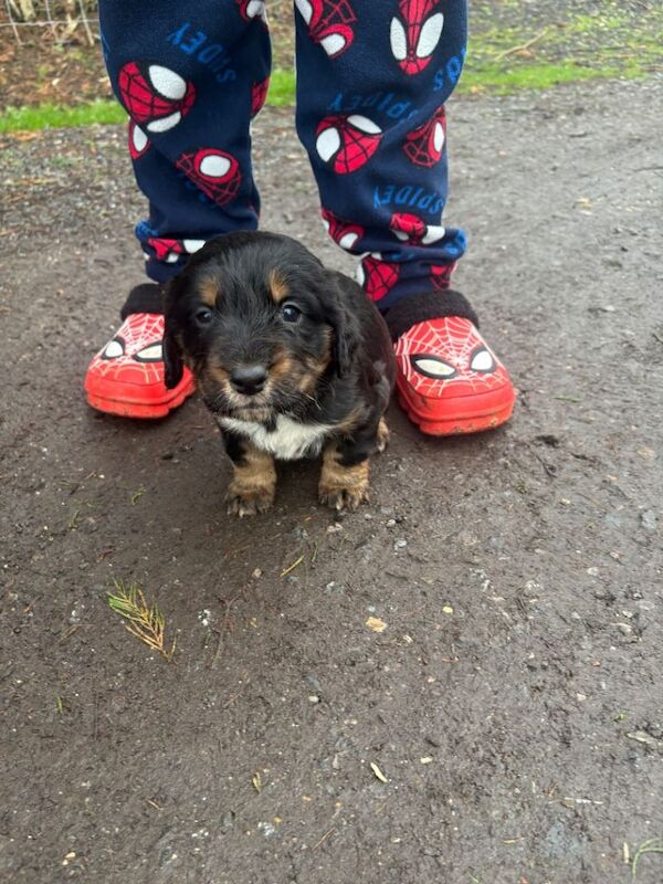 Cocker Spaniel puppies for sale in Headcorn, Kent – 4 weeks old - Image 4 of 5