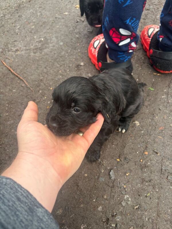 Cocker Spaniel puppies for sale in Headcorn, Kent – 4 weeks old - Image 5 of 5