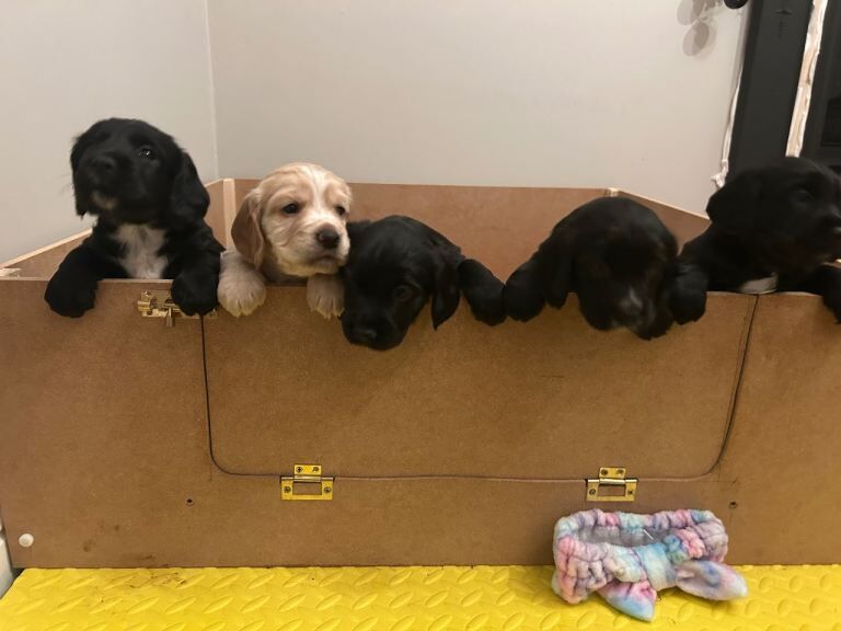 Cocker Spaniel puppies for sale in Stepps, Lanarkshire – 5 weeks old