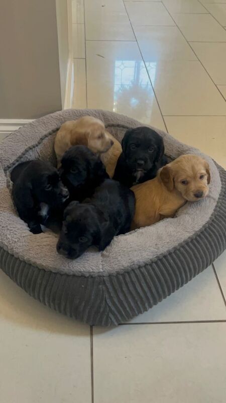 Cocker Spaniel puppies for sale in Stepps, Lanarkshire – 5 weeks old - Image 2 of 3