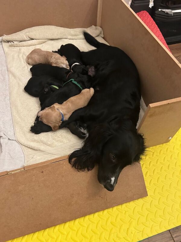 Cocker Spaniel puppies for sale in Stepps, Lanarkshire – 5 weeks old - Image 3 of 3