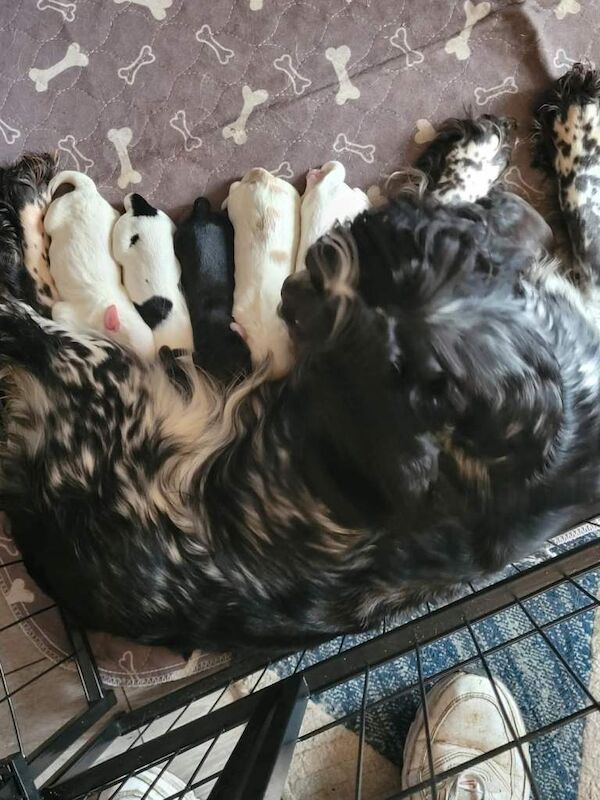 Cocker Spaniel puppies for sale in Rhymney, Gwent – KC registered, 4 weeks old