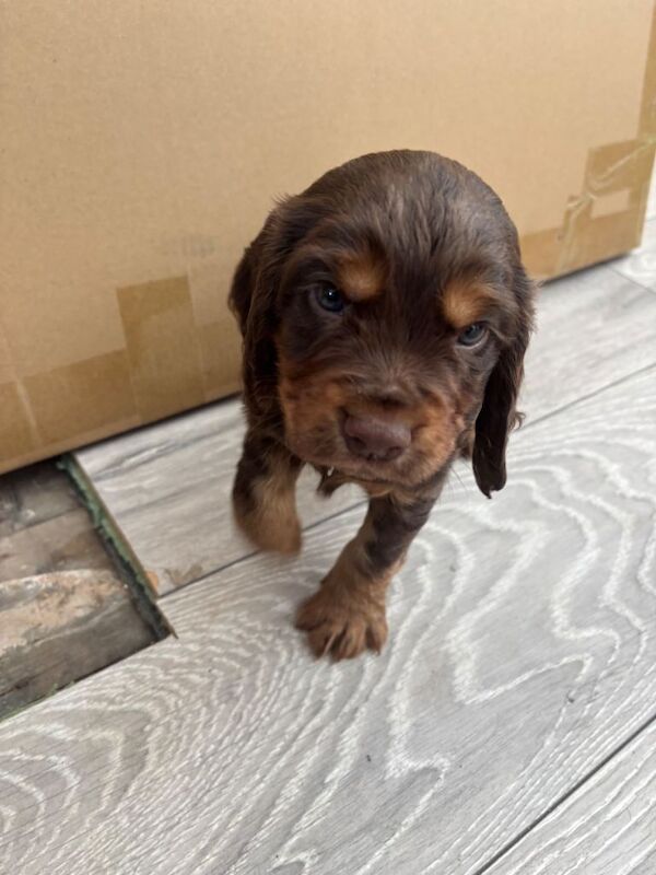 Cocker spaniels - Image 2 of 6