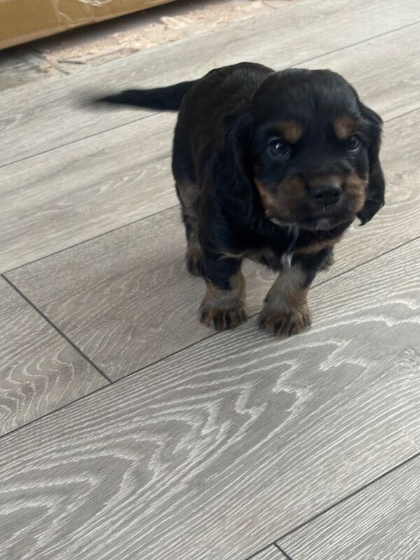 Cocker spaniels - Image 4 of 6