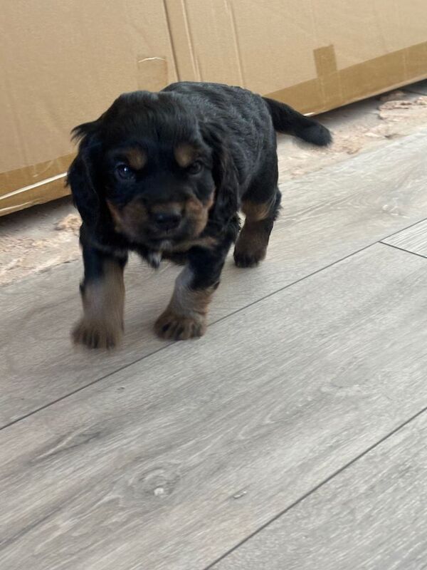 Cocker spaniels - Image 5 of 6