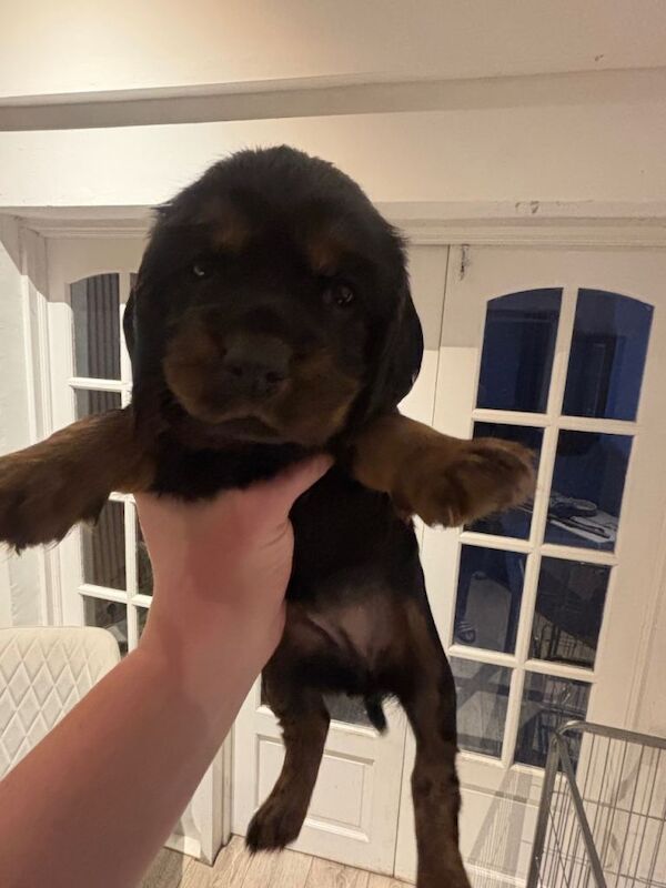 Cocker spaniels - Image 6 of 6