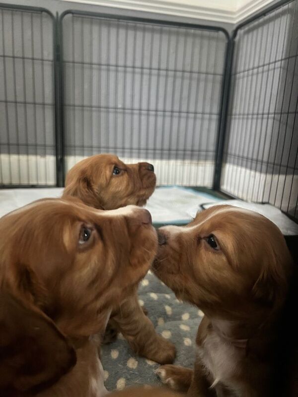 cocker spaniels - Image 2 of 3