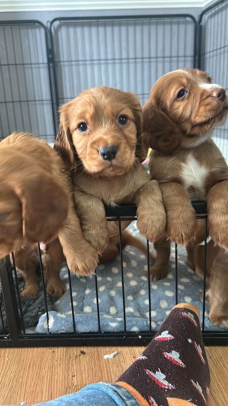cocker spaniels - Image 3 of 3