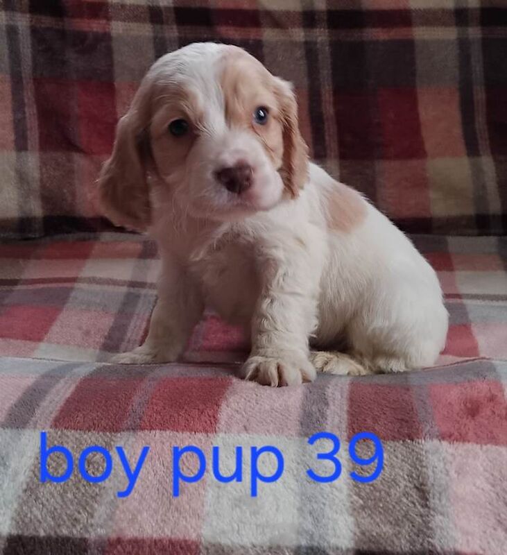 Cocker spaniels - Image 3 of 3