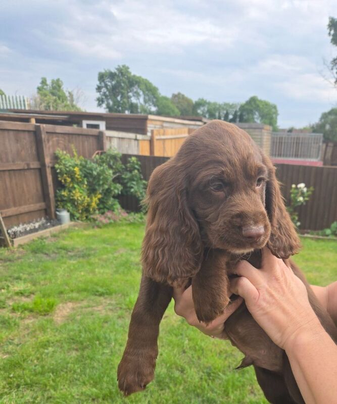 Cocker Spaniel puppies for sale in Ashford, Surrey – 9 months old - Image 2 of 10