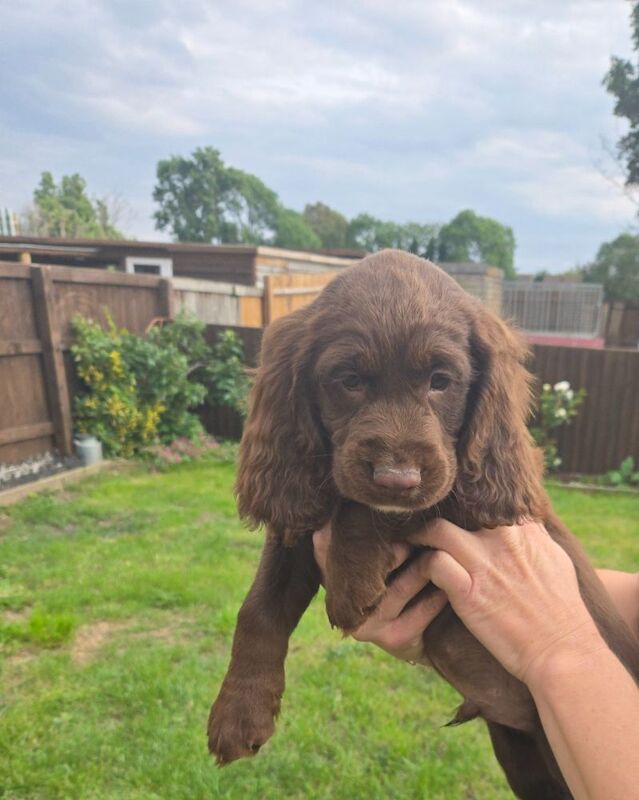 Cocker Spaniel puppies for sale in Ashford, Surrey – 9 months old - Image 3 of 10