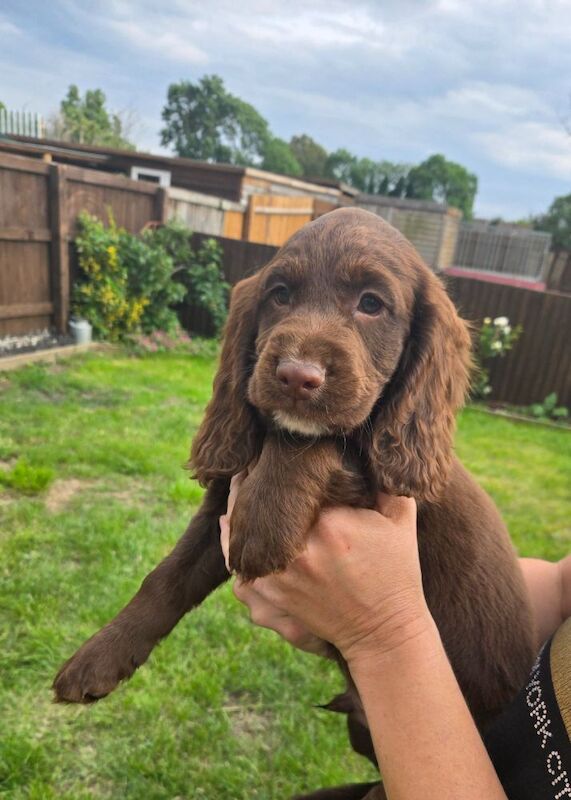 Cocker Spaniel puppies for sale in Ashford, Surrey – 9 months old - Image 4 of 10