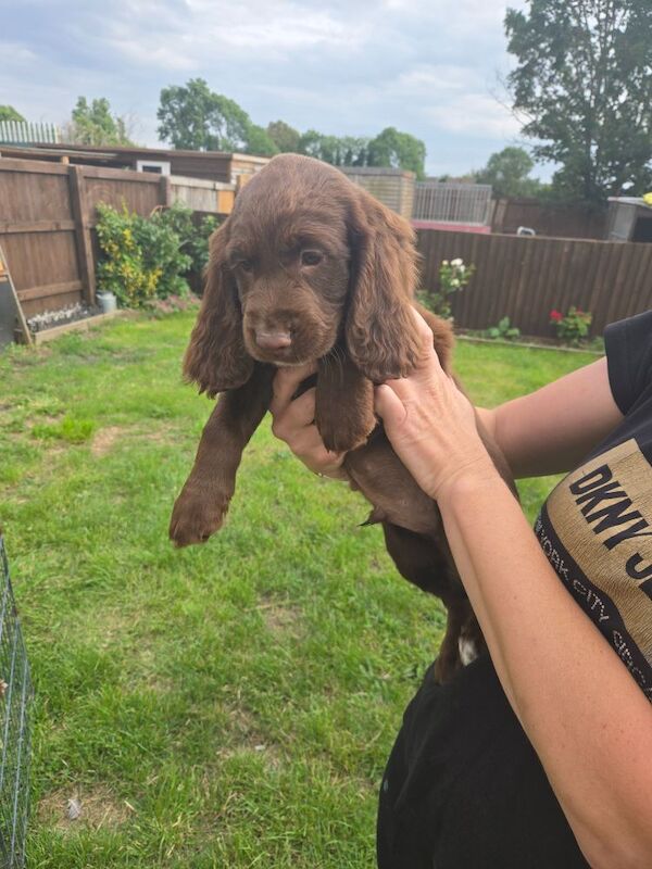 Cocker Spaniel puppies for sale in Ashford, Surrey – 9 months old - Image 5 of 10