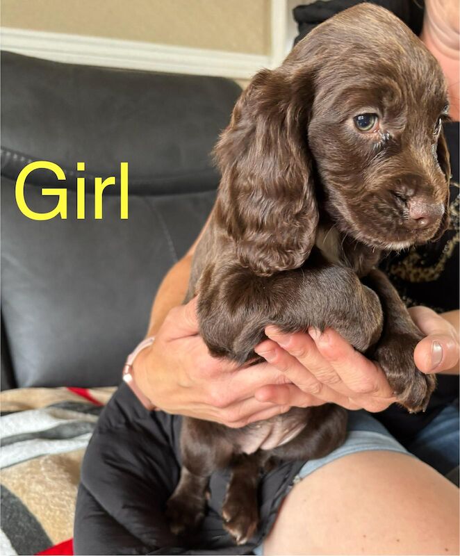 Cocker Spaniel puppies for sale in Ashford, Surrey – 9 months old - Image 6 of 10