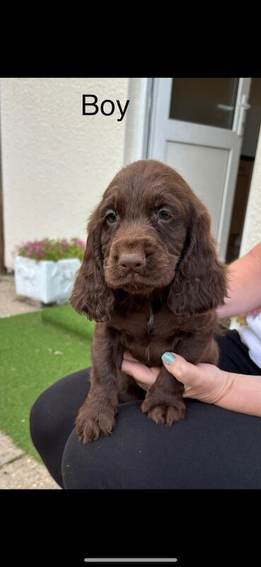 Cocker Spaniel puppies for sale in Ashford, Surrey – 9 months old - Image 7 of 10