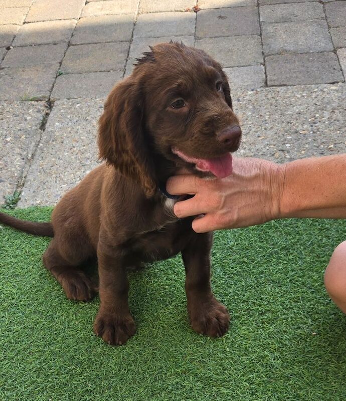 Cocker Spaniel puppies for sale in Ashford, Surrey – 9 months old - Image 8 of 10
