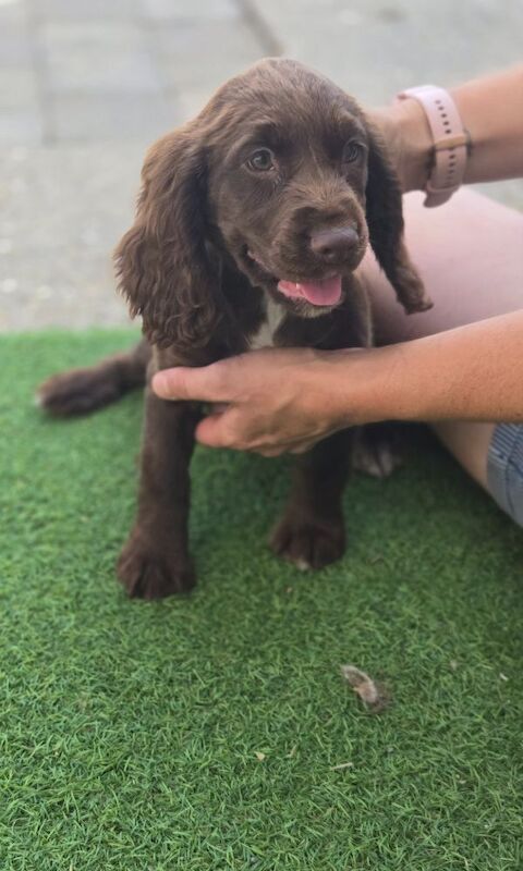 Cocker Spaniel puppies for sale in Ashford, Surrey – 9 months old - Image 9 of 10