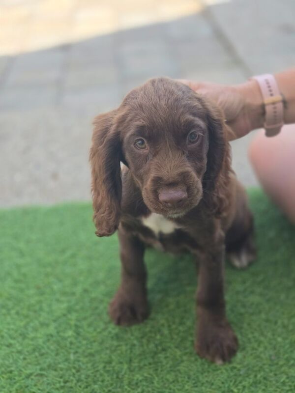 Cocker Spaniel puppies for sale in Ashford, Surrey – 9 months old - Image 10 of 10