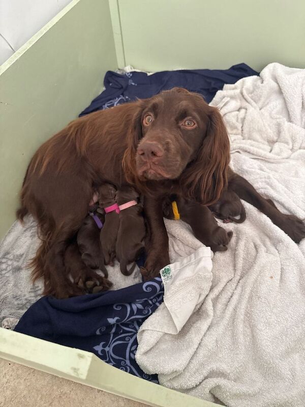 Cocker spaniels