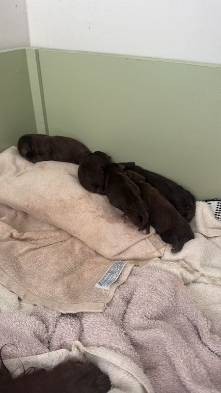 Cocker spaniels - Image 3 of 4