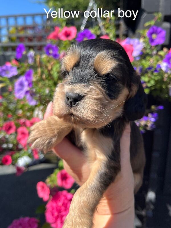 Kennel Club Registered Cocker Spaniel Puppies For Sale