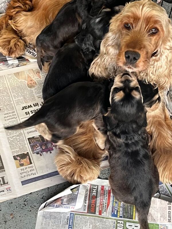 Cocker spaniels - Image 5 of 5