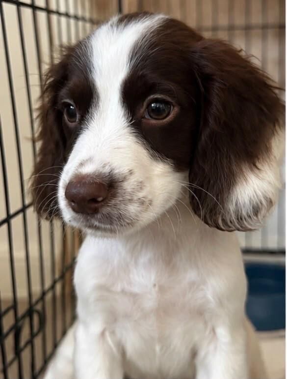 Cocker Spaniel Puppies For Sale Under £1,000