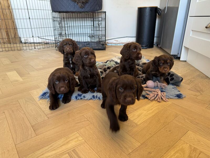 Cocker Spaniel puppies for sale in Paddock Wood, Kent – 10 months old - Image 1 of 3