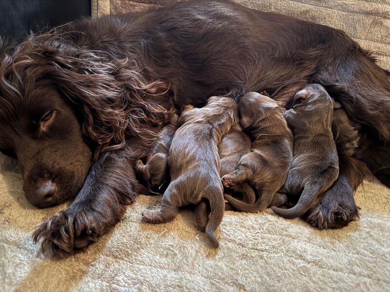 Cocker Spaniel puppies for sale in Paddock Wood, Kent – 10 months old - Image 2 of 3