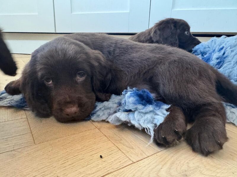 Cocker Spaniel puppies for sale in Paddock Wood, Kent – 10 months old - Image 3 of 3