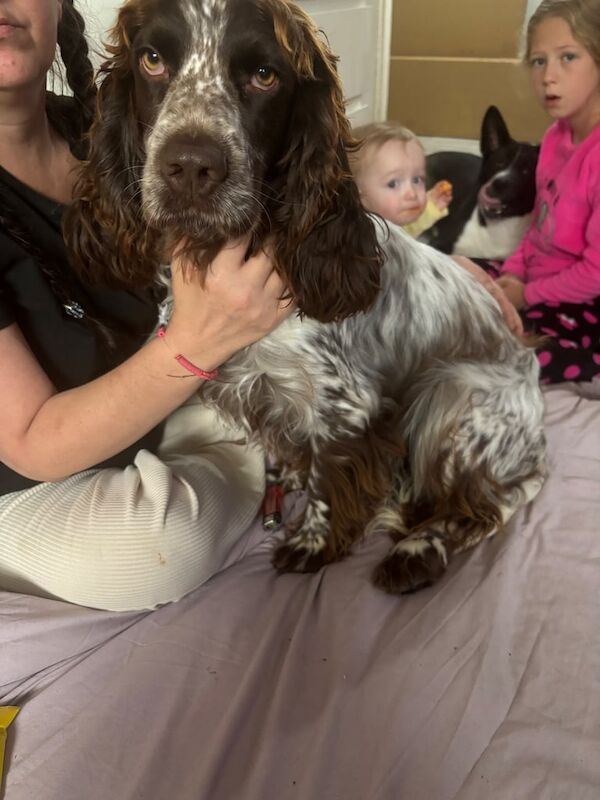 Cocker Spaniel puppies for sale in Swansea / Abertawe, West Glamorgan – 2 years old