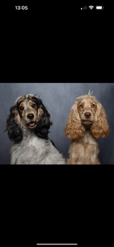 Cocker Spaniel puppies for sale in Norwich, Norfolk – 1 year old