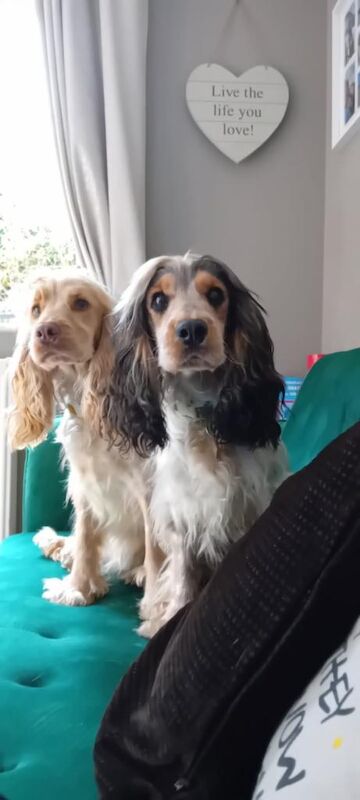 Cocker Spaniel puppies for sale in Norwich, Norfolk – 1 year old - Image 2 of 3