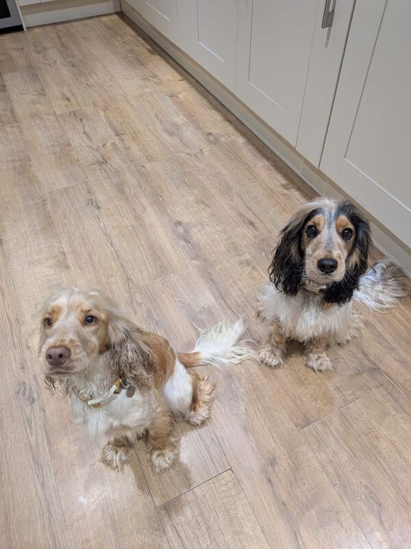 Cocker Spaniel puppies for sale in Norwich, Norfolk – 1 year old - Image 3 of 3