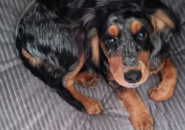 Cocker Spaniel puppies for sale in Middlesbrough, North Yorkshire – 1 year old - Image 1 of 3