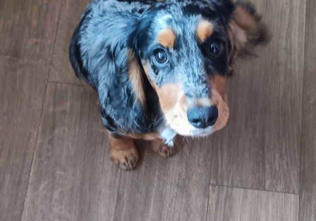 Cocker Spaniel puppies for sale in Middlesbrough, North Yorkshire – 1 year old - Image 2 of 3