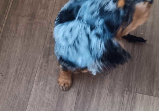 Cocker Spaniel puppies for sale in Middlesbrough, North Yorkshire – 1 year old - Image 3 of 3